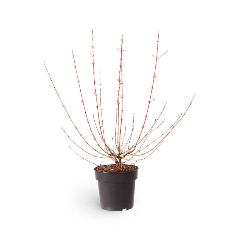 Hartriegel 'Wintersun'