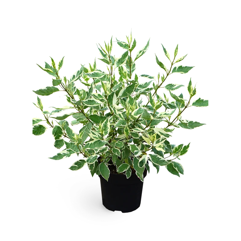 Hartriegel 'Ivory Halo'®