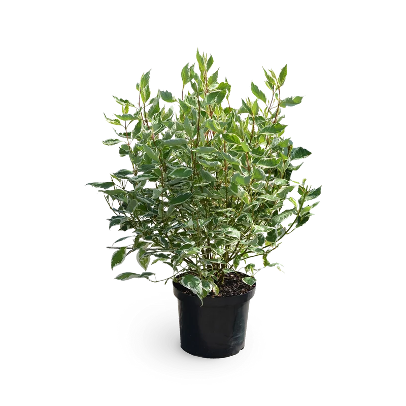 Hartriegel 'Ivory Halo'®