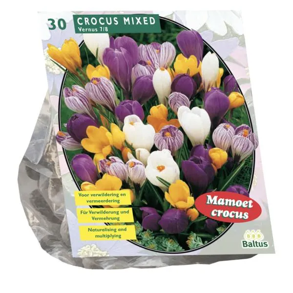 Großblumige Krokusse, Mischung – 30 Stück
