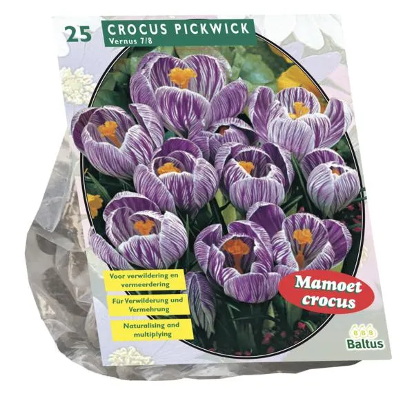 Krokusse, großblumig, gestreift – 25 Stück
