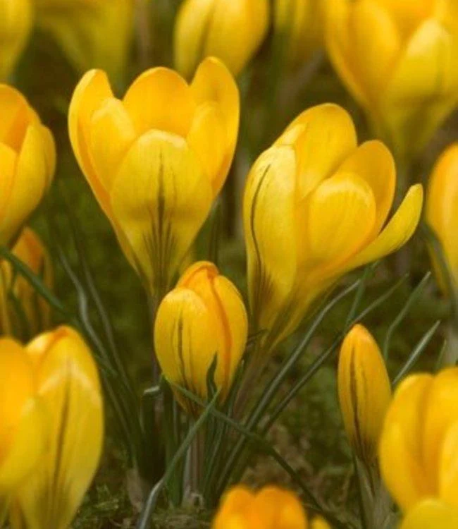 Großblumiger Krokus, gelb – 25 Stück