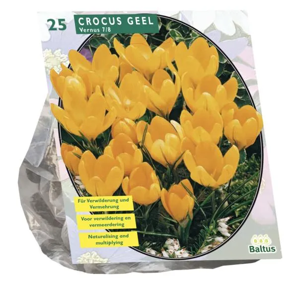 Großblumiger Krokus, gelb – 25 Stück