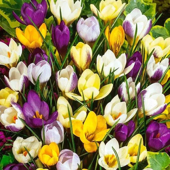 Krokus-Botanical-Mix – 60 Stück