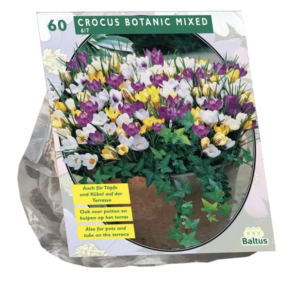 Krokus-Botanical-Mix – 60 Stück