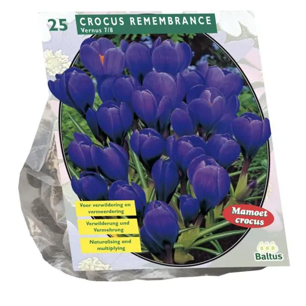 Großblumiger Krokus, blau – 25 Stück