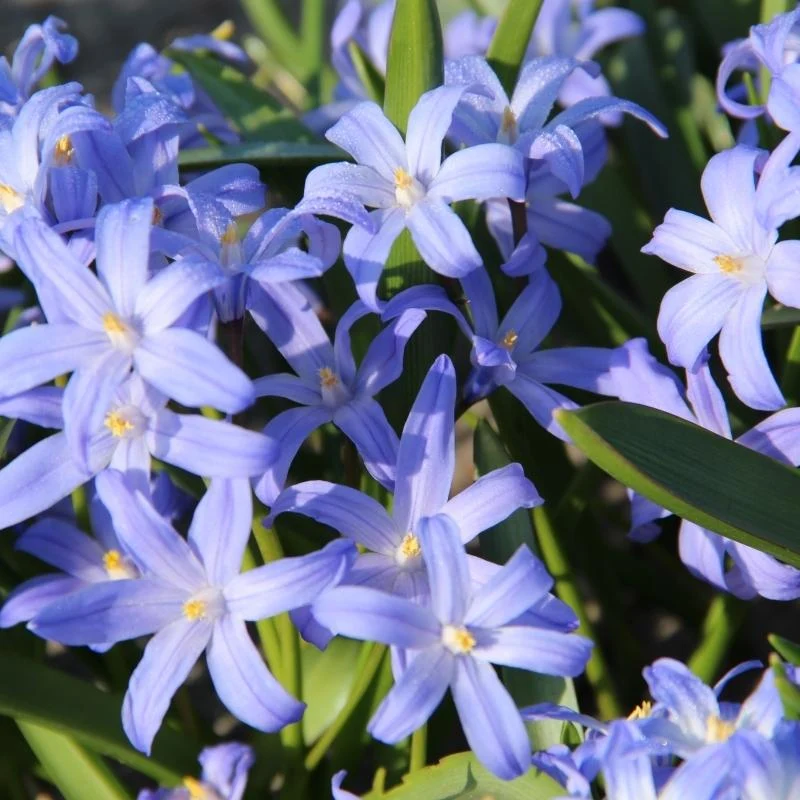 Chionodoxa Luciliae - 100 Stück