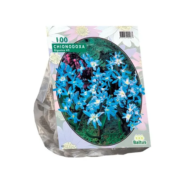 Chionodoxa Luciliae - 100 Stück