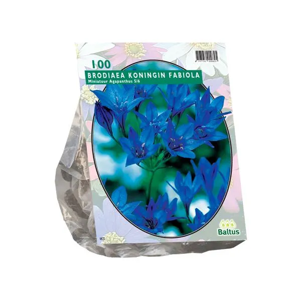 Brodiaea Fabiola - 100 Stück
