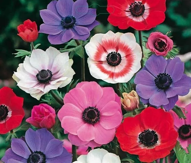 Anemone de Caen, Mischung - 30 Stück