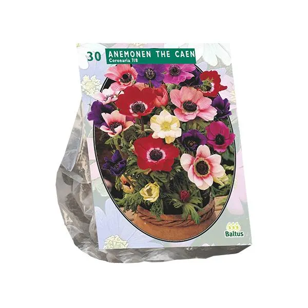 Anemone de Caen, Mischung - 30 Stück