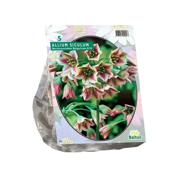 Allium Siculum Bulgaricum - 5 Stück