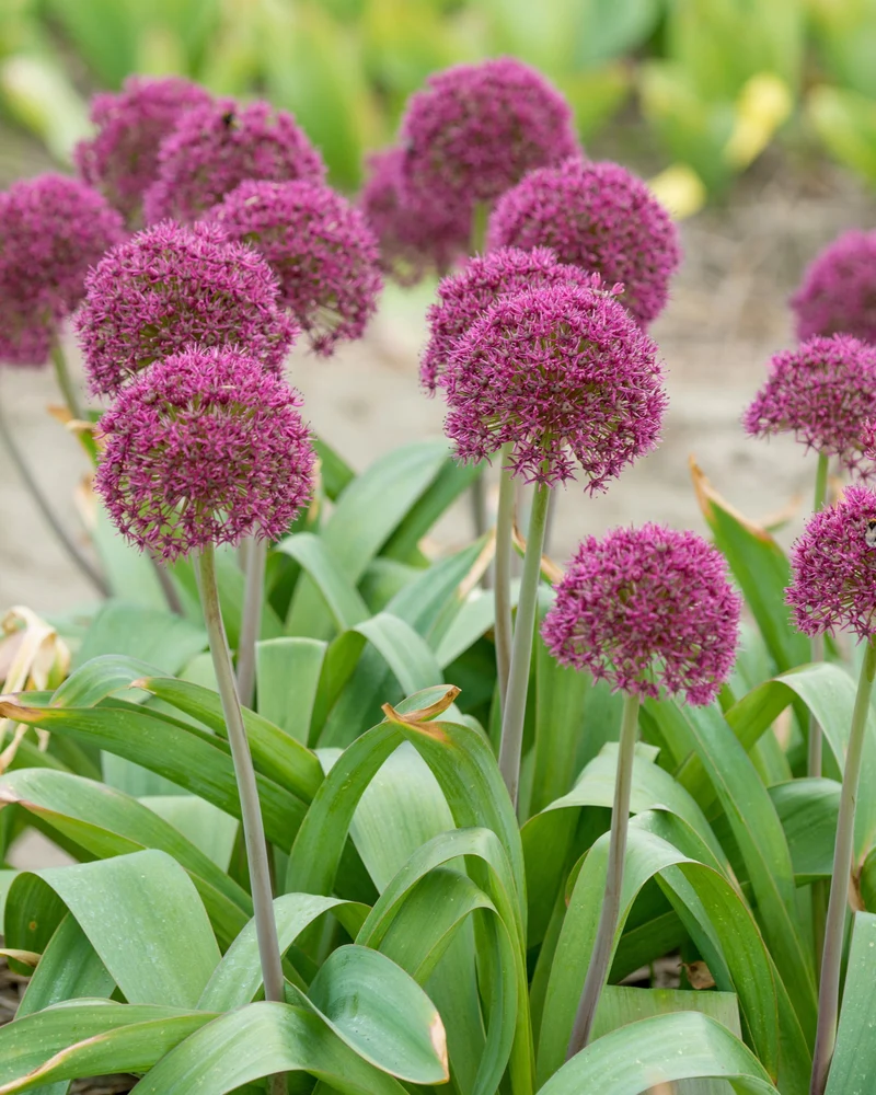 Allium Ostara - 5 Stück