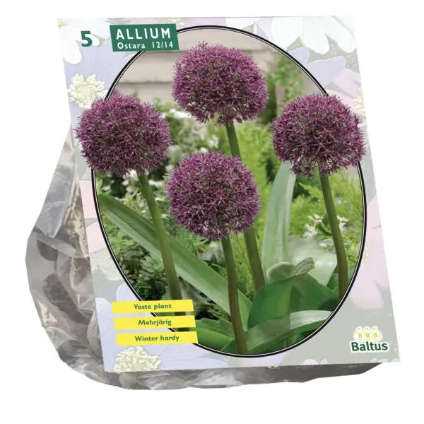 Allium Ostara - 5 Stück