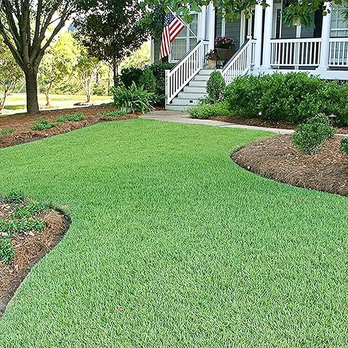 Zoysia Grass Seeds – Premium Turf Grass for Lawns, Golf Courses & Landscaping