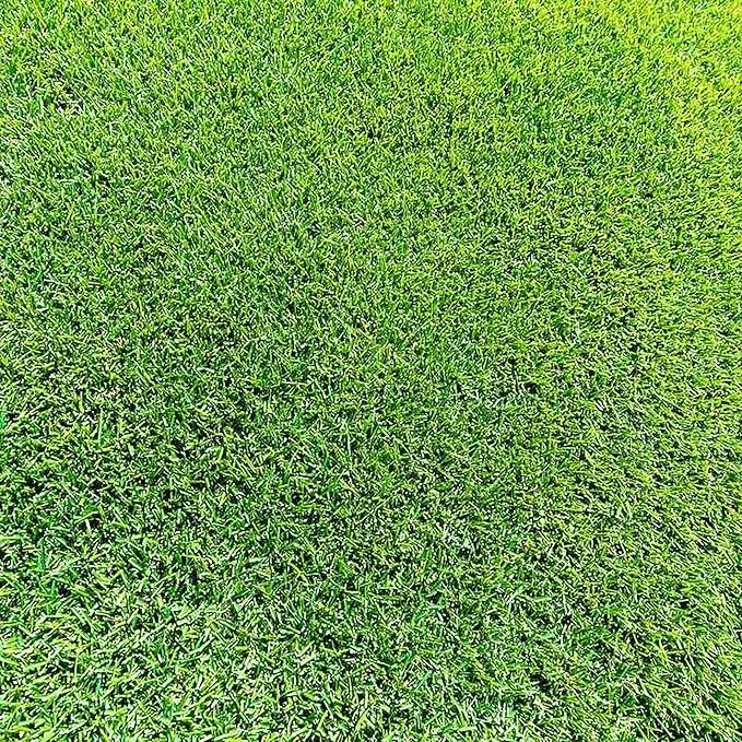 Zoysia Grass Seeds – Premium Turf Grass for Lawns, Golf Courses & Landscaping