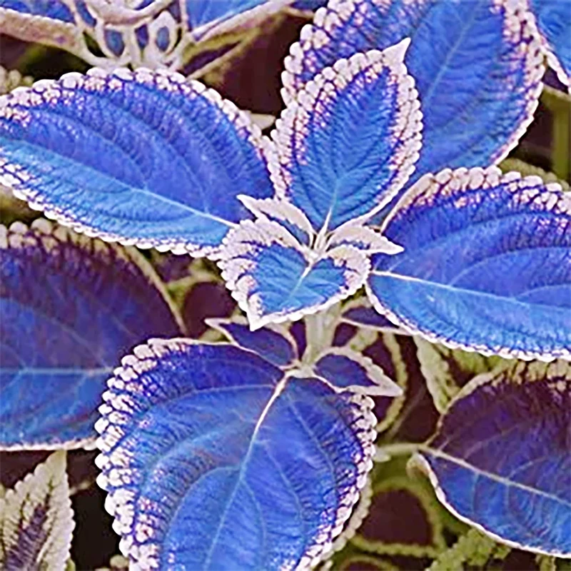 Blue Pink Coleus Seeds – Vibrant Multi-Colored Foliage for Gardens & Containers
