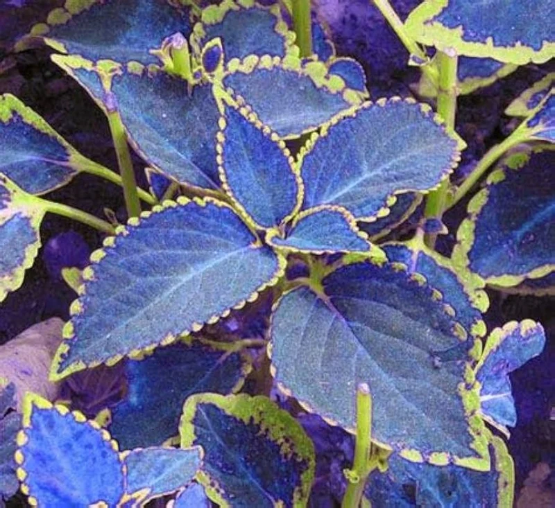 Blue Pink Coleus Seeds – Vibrant Multi-Colored Foliage for Gardens & Containers