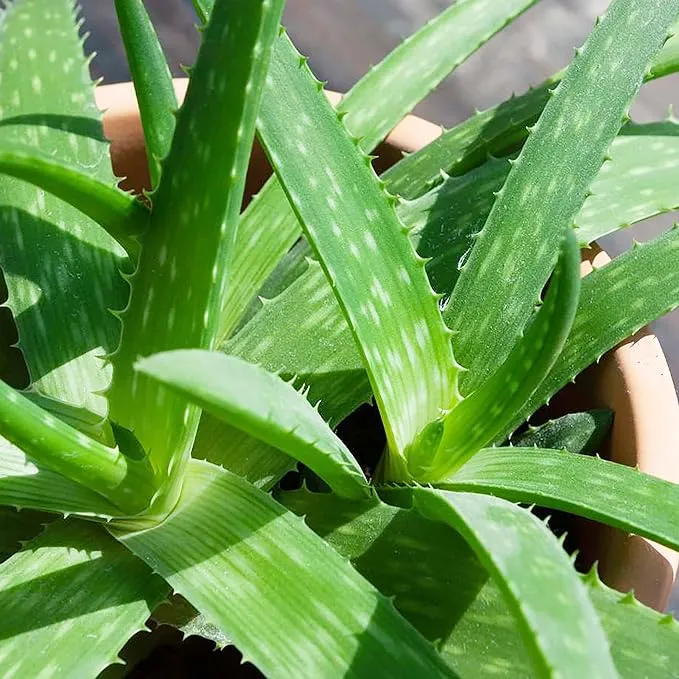 Aloe Vera Seeds Non GMO Succulent Herb Perennial for Easy Care Indoor And Outdoor Containers