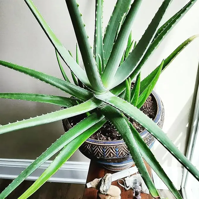 Aloe Vera Seeds Non GMO Succulent Herb Perennial for Easy Care Indoor And Outdoor Containers