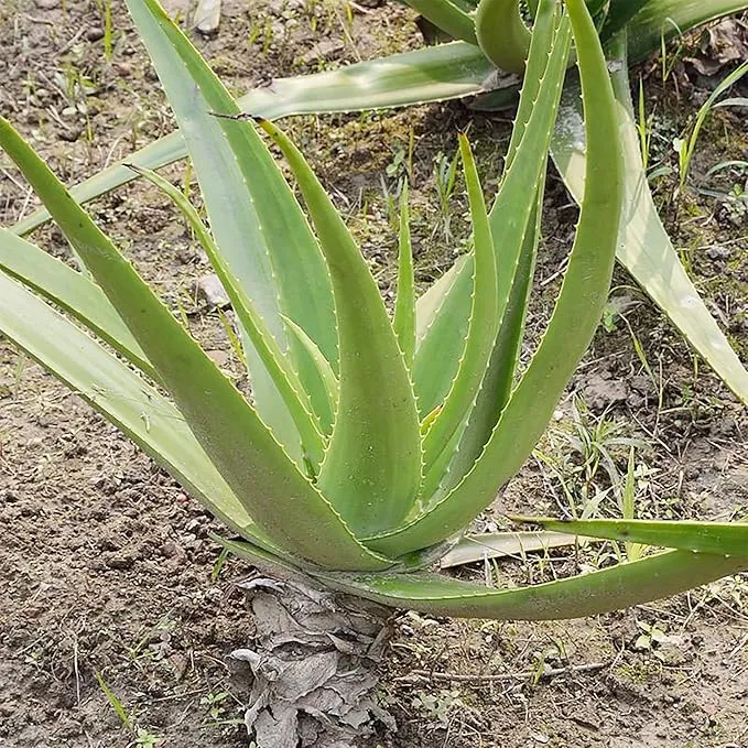 Aloe Vera Seeds Non GMO Succulent Herb Perennial for Easy Care Indoor And Outdoor Containers