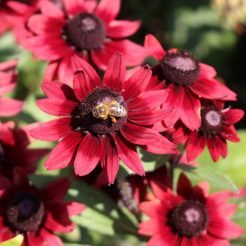 Rudbeckia Hirta 'Cherry Brandy' Seeds, Black-Eyed Susan, Herbaceous Perennial, Butterfly Attractant, Deer & Drought Resistant, Border, Cottage Garden, Outdoor