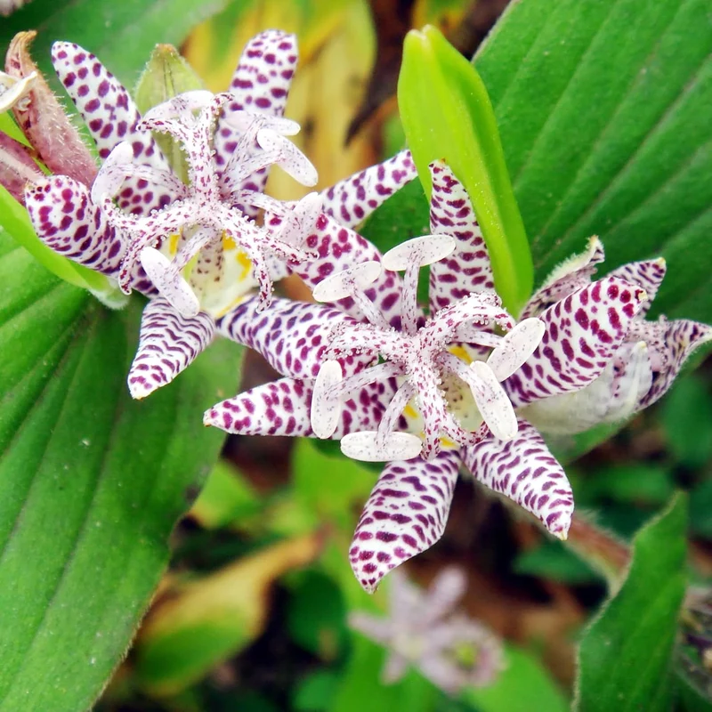 Japanese Toad Lily Seeds, Perennial Deer Resistant Showy Flowers, GMO Free, Low Maintenance, Patio, Potted, Ponds, Streams, Outdoor, Flower seeds