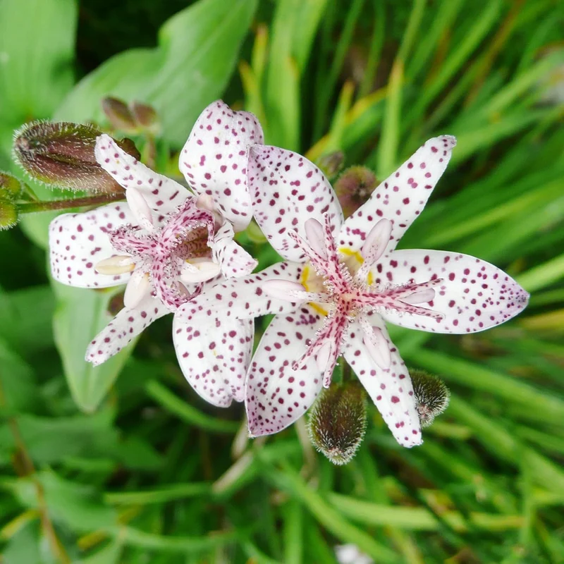 Japanese Toad Lily Seeds, Perennial Deer Resistant Showy Flowers, GMO Free, Low Maintenance, Patio, Potted, Ponds, Streams, Outdoor, Flower seeds