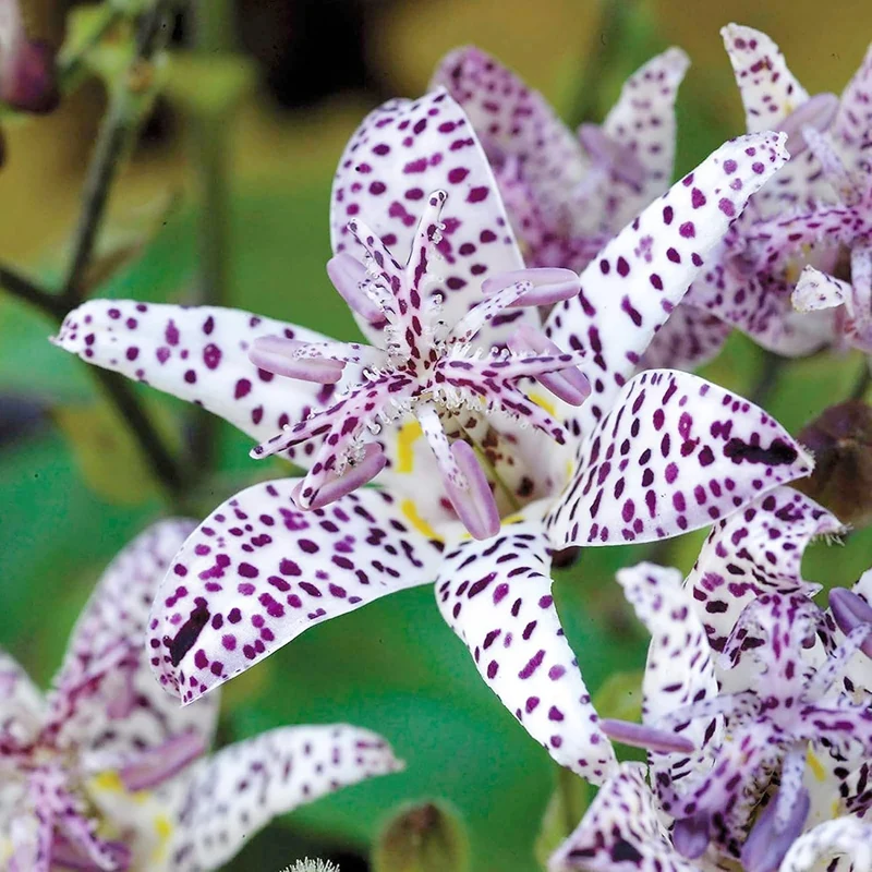 Japanese Toad Lily Seeds, Perennial Deer Resistant Showy Flowers, GMO Free, Low Maintenance, Patio, Potted, Ponds, Streams, Outdoor, Flower seeds