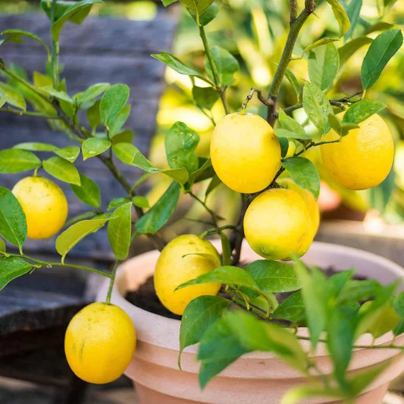 Dwarf Lemon Tree Seeds for Planting – Non-GMO Heirloom Fruit Seeds, Evergreen, High Yield – Ideal for Home, Patio, Balcony (20 Pieces)