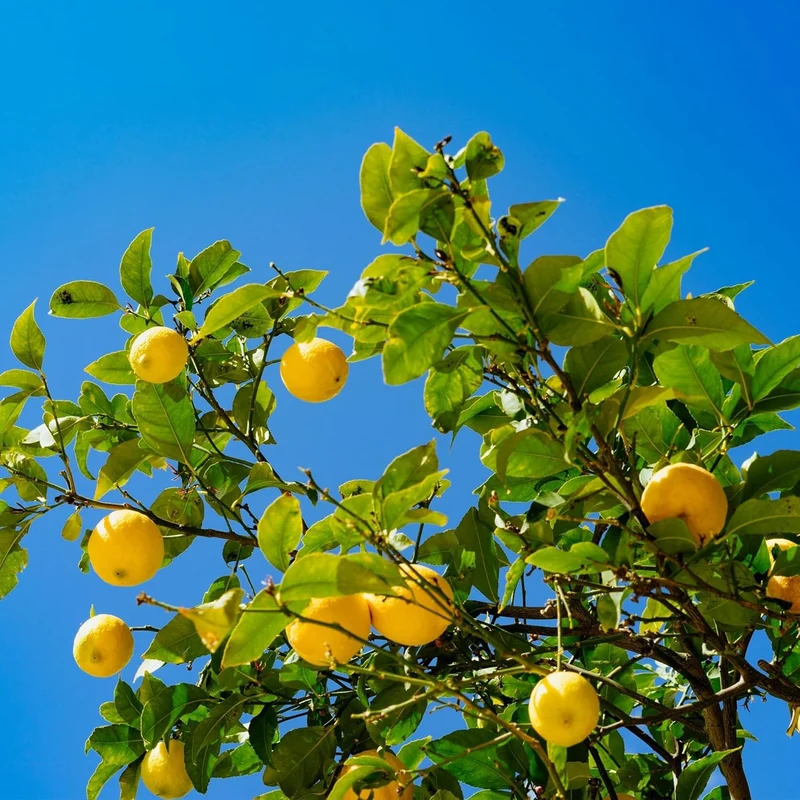 Dwarf Lemon Tree Seeds for Planting – Non-GMO Heirloom Fruit Seeds, Evergreen, High Yield – Ideal for Home, Patio, Balcony (20 Pieces)