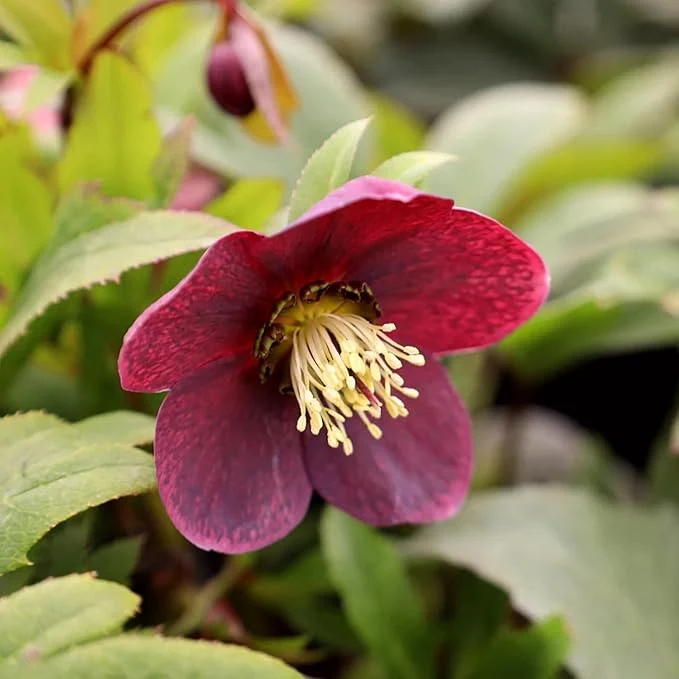 Hellebore Seeds (Lenten Rose Seeds) - Early Blooming, Winter-Tolerant Perennial