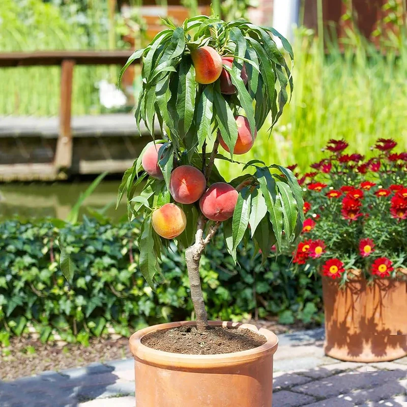 Dwarf Peach Tree Seeds GMO Free Fruit Tree Seeds for Small Gardens, Patios, Balconies, and Indoor Cultivation