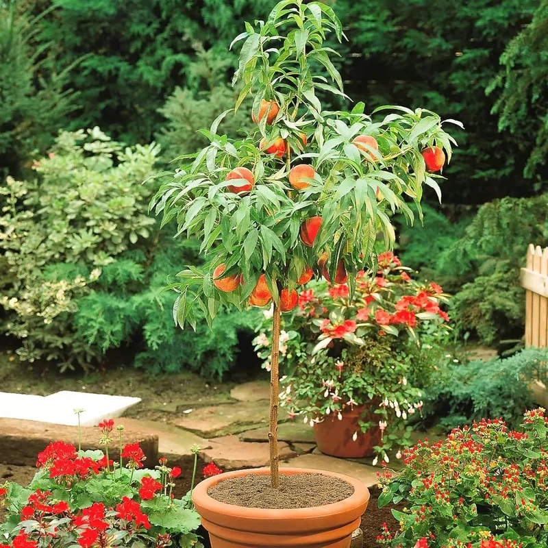 Dwarf Peach Tree Seeds GMO Free Fruit Tree Seeds for Small Gardens, Patios, Balconies, and Indoor Cultivation
