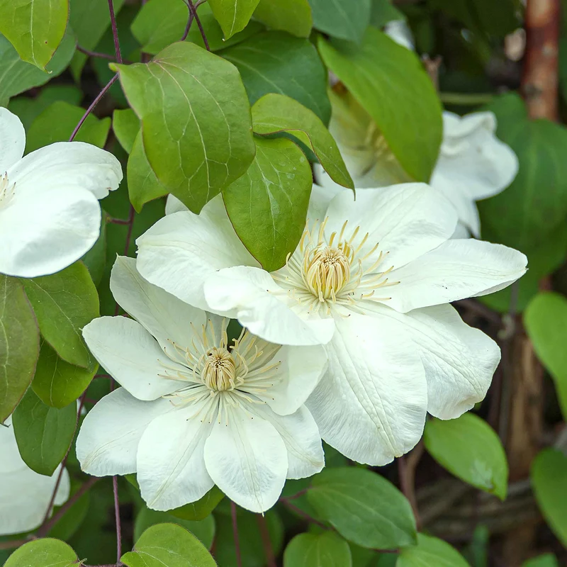 Clematis 'Guernsey Cream'