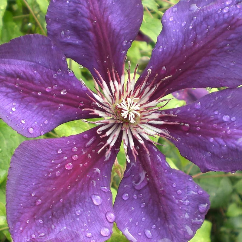 Clematis 'Gipsy Queen'