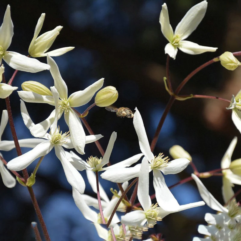 Immergrüne Clematis