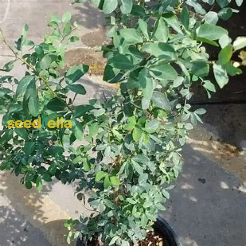 Guamuchil Tree Seeds for Easy Planting - Grow Your Own Tropical Tree at Home