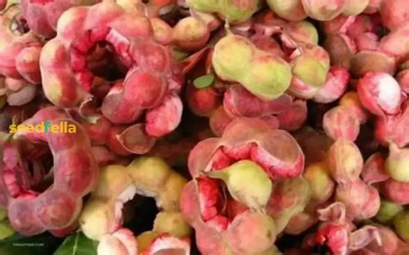 Guamuchil Tree Seeds for Easy Planting - Grow Your Own Tropical Tree at Home