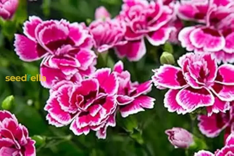 Pink Double-Flowered Dianthus Seeds – Easy-Grow Garden Blooms