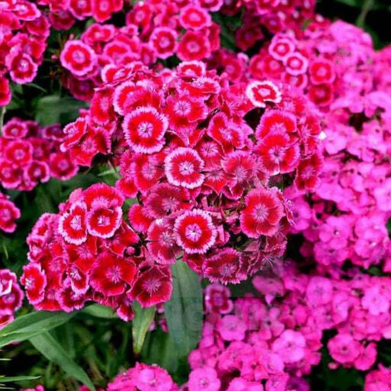 Pink Double-Flowered Dianthus Seeds – Easy-Grow Garden Blooms