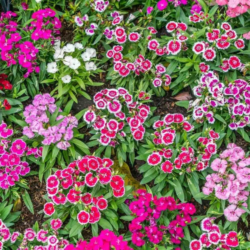 Pink Double-Flowered Dianthus Seeds – Easy-Grow Garden Blooms