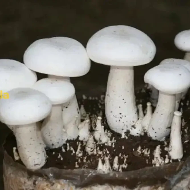 White Mushroom Vegetable Seeds for Easy Planting Grow Fresh, Delicious Mushrooms at Home