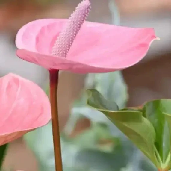 Pale Pink Anthurium Andraeanu Seeds for Planting - Grow Vibrant Blooms for Stunning Garden Displays