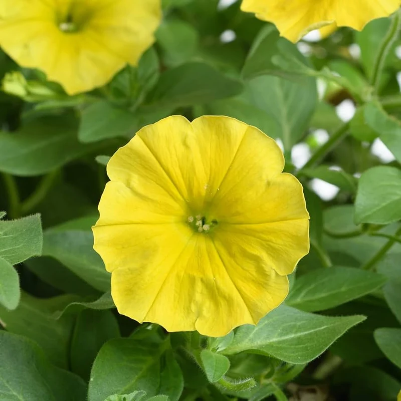 Yellow Petunia Seeds for Planting - Add Bright, Cheerful Blooms to Your Garden