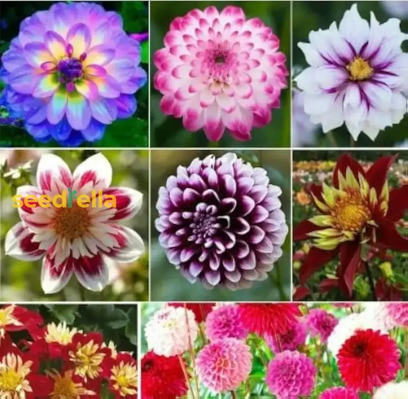 Multi-Color Dahlia Flower Seeds for Planting - Vibrant Mixed Varieties for a Beautiful Garden