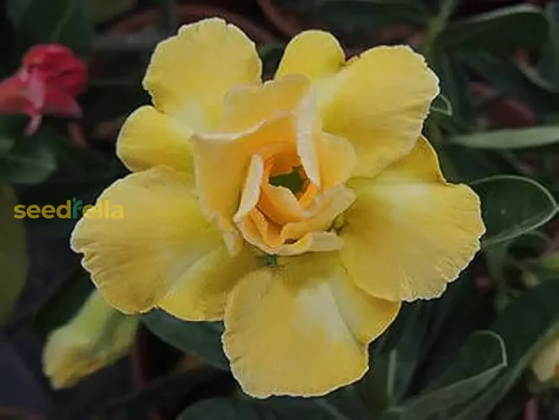 Light Lemon Adenium Flower Seeds - Grow Vibrant, Stunning Blooms in Your Garden