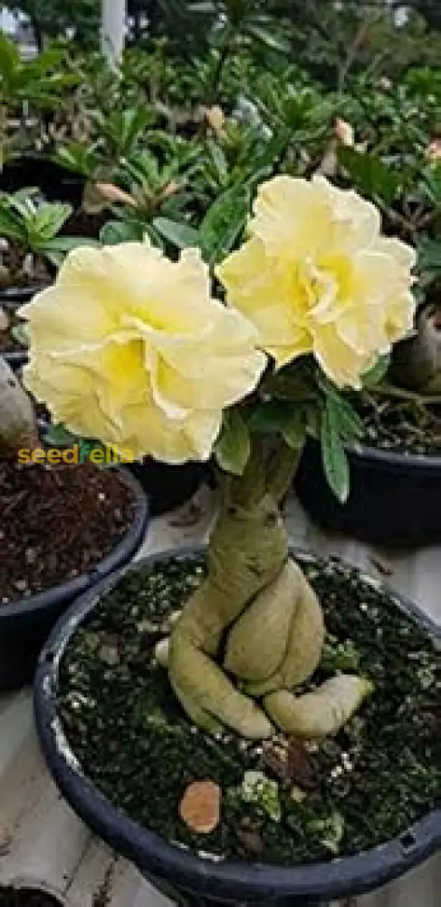 Light Lemon Adenium Flower Seeds - Grow Vibrant, Stunning Blooms in Your Garden