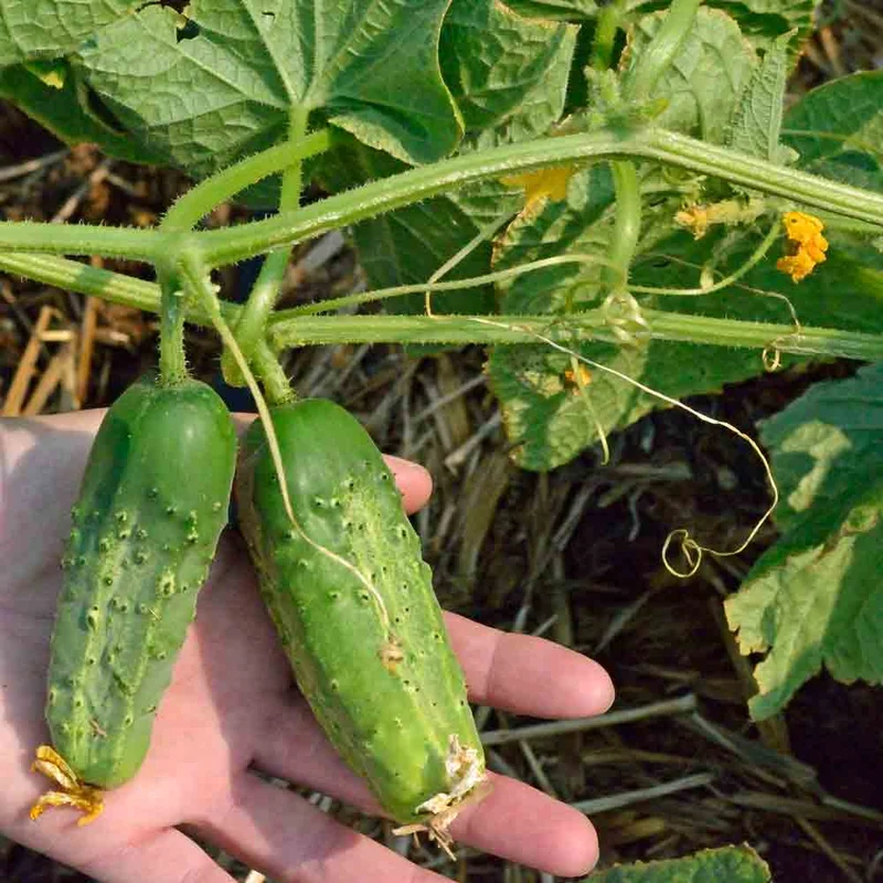 Boston Pickling Cucumber Seeds