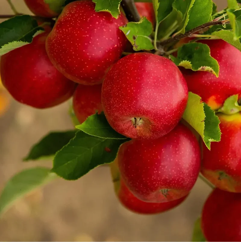 Paradise Apple Seeds
